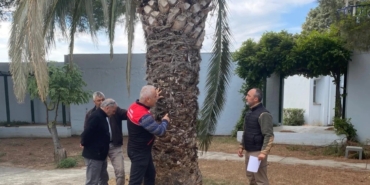 Edremit’te kırmızı palmiye böceği alarmı