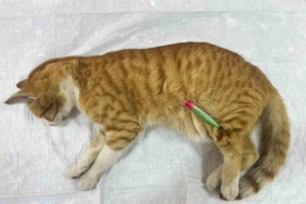 Erdek’te sokak kedisine hayat kurtaran müdahale