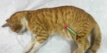 Erdek’te sokak kedisine hayat kurtaran müdahale