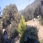 Erdek’te yola çıkan at kazaya sebep oldu