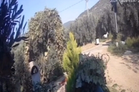 Erdek’te yola çıkan at kazaya sebep oldu