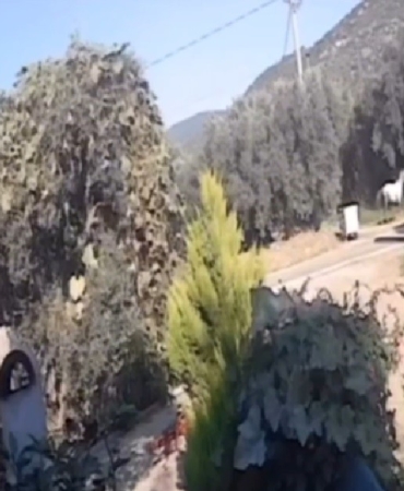 Erdek’te yola çıkan at kazaya sebep oldu