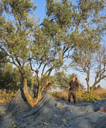Güney Marmara’da zeytin hasadı başladı