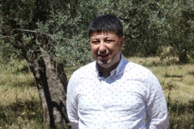 Hasat sonrası zeytin ağaçlarını budamayın gübre atmayın