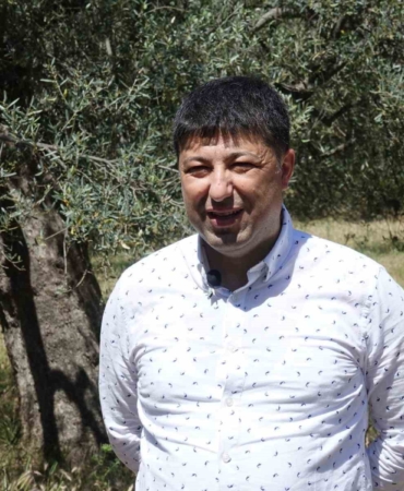Hasat sonrası zeytin ağaçlarını budamayın gübre atmayın