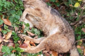 İnegöl’de 3 kurt avcılar tarafından öldürüldü