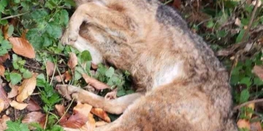 İnegöl’de 3 kurt avcılar tarafından öldürüldü