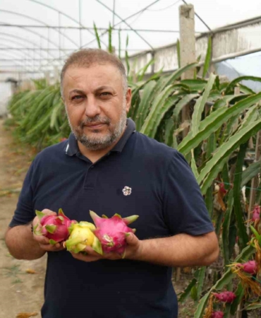 İnternetten gördüğü meyveyi şimdi 210 metrekarelik serada yılda 5 kere hasat ediyor