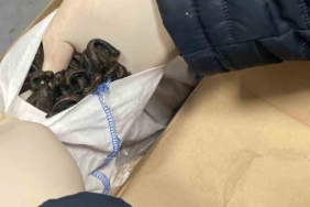 İstanbul Havalimanı’nda kaçak tıbbi sülük operasyonu