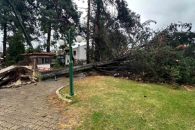 İznik’te çam ağacı gürültüyle devrildi