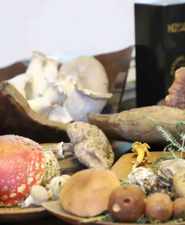 Kanser tedavisinde önemli silah: “Mantar”