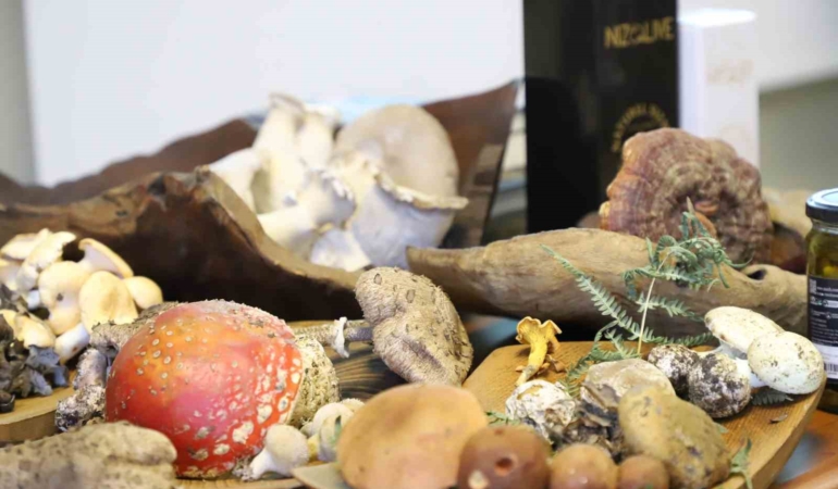 Kanser tedavisinde önemli silah: “Mantar”