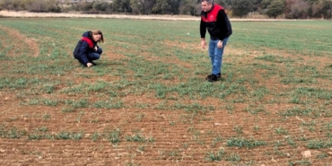 Kırklareli’nde buğday ve kanola gelişimi inceleniyor