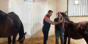 Kırklareli’nde safkan atlar aşılandı