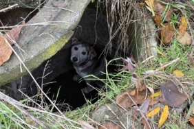 Kuyuya düşerek mahsur kalan sokak köpeğinin yardımına itfaiye koştu