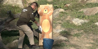 Maket ayıyı gören ayılar şaştı kaldı