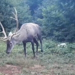 Samanlı Dağları’na salınan kızıl geyikler fotokapanlara yansıdı