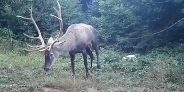 Samanlı Dağları’na salınan kızıl geyikler fotokapanlara yansıdı