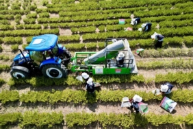 TABİP’te 2024 üretim sezonu tamamlandı