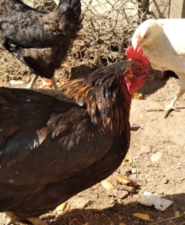 Tavuklarınızın ibik, sakal ve bacaklarında mor renk varsa dikkat