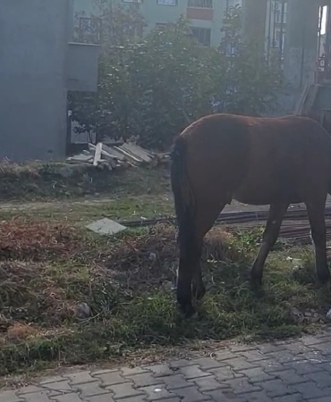 Tekirdağ sokaklarında bu kez başıboş atlar gezintide