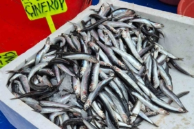 Tekirdağ’da en ucuz hamsi 100 liradan satılıyor