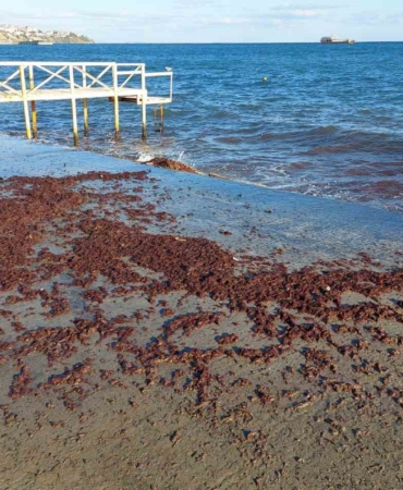 Tekirdağ’da poyraz fırtınası etkili oluyor: Kızıl yosunlar gelmeye devam ediyor