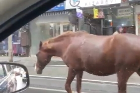 Tekirdağ’da sokaklarda gezen başıboş atlar şaşkınlığa sebep oldu