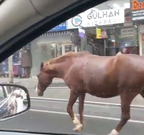 Tekirdağ’da sokaklarda gezen başıboş atlar şaşkınlığa sebep oldu