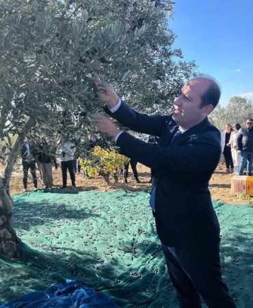 Tekirdağ’da zeytin hasadı etkinliği