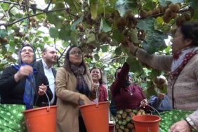 Yalova Kivisi Hasat Şenliği renkli görüntülere sahne oldu