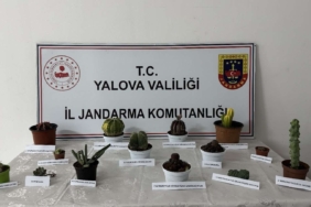 Yalova’da 60 bin lira değerindeki 14 kaktüsü çalan zanlı yakalandı