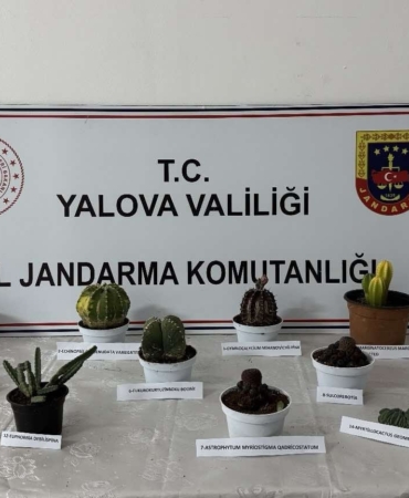Yalova’da 60 bin lira değerindeki 14 kaktüsü çalan zanlı yakalandı