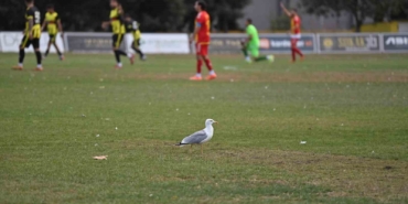 Yeşil sahada sürpriz misafir: Martı