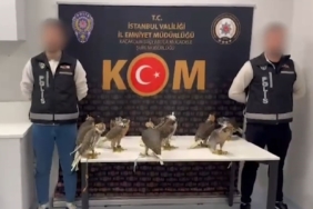 Arap şeyhlerinin tanesine 100 bin dolar verdiği 10 gökdoğan kuşu havalimanında yakalandı