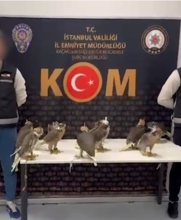 Arap şeyhlerinin tanesine 100 bin dolar verdiği 10 gökdoğan kuşu havalimanında yakalandı