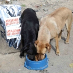 Ataşehir Belediyesi, sahiplenilen sokak köpeklerinin aşı ve mama ihtiyaçlarını karşılayacak