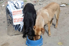 Ataşehir Belediyesi, sahiplenilen sokak köpeklerinin aşı ve mama ihtiyaçlarını karşılayacak