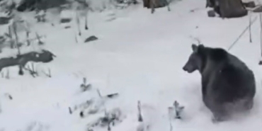 Ayılar kış uykusunu unuttu