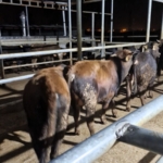 Babaeski’de hayvan kaçakçılarına 139 bin 986 TL para cezası