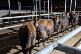 Babaeski’de hayvan kaçakçılarına 139 bin 986 TL para cezası