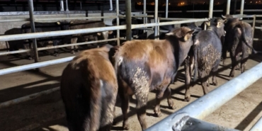 Babaeski’de hayvan kaçakçılarına 139 bin 986 TL para cezası