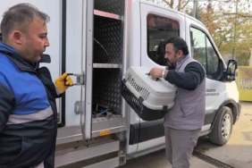 Bacağı kırılan kedi Devlet Hastanesi acile geldi, belediye sahip çıkıp tedaviye aldı