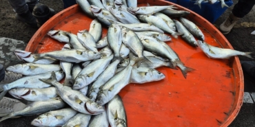 Balıkçıdan yılbaşı mesajı: “Hindi değil balıkla kutlayın”