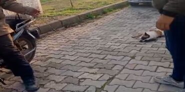 Balıkesir’de köpeği motosiklete bağlayıp sürükleyen kişiye para cezası ve adli soruşturma