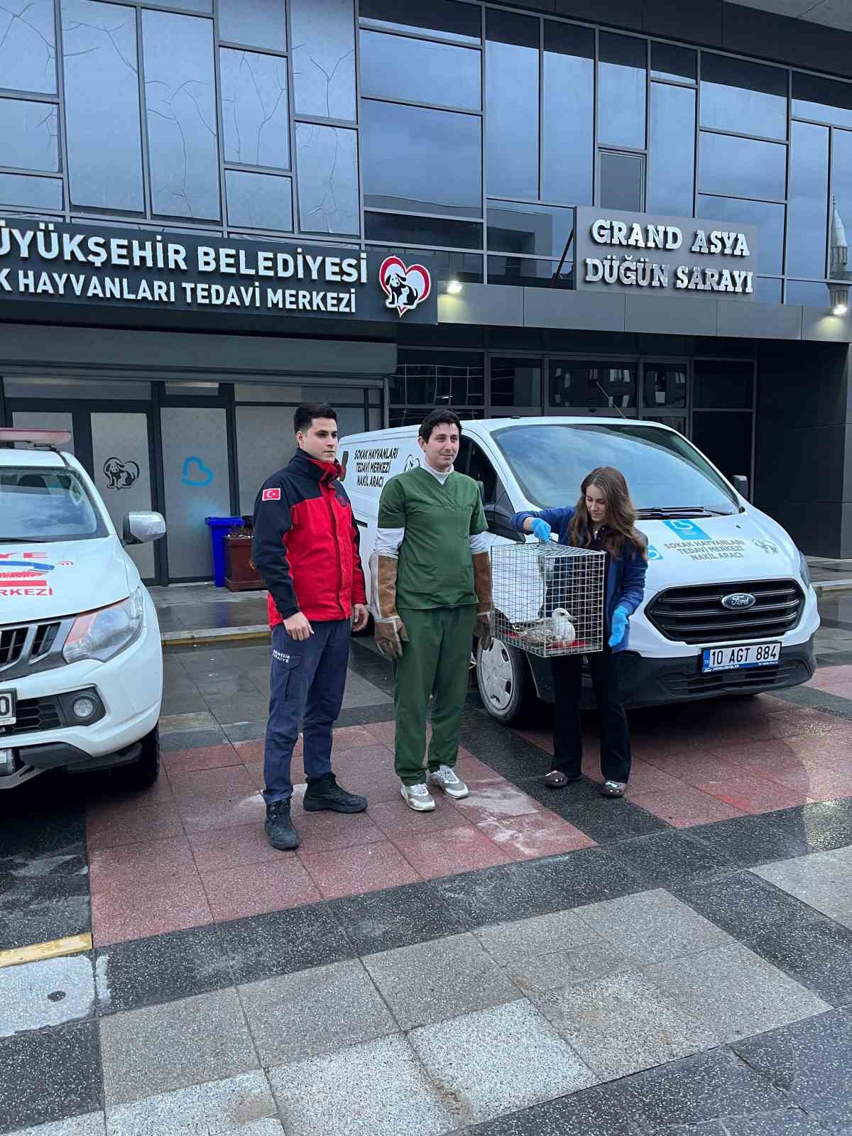 Bandırma’da ağaçta mahsur kalan ayağı kırık martı tedavi altına alındı