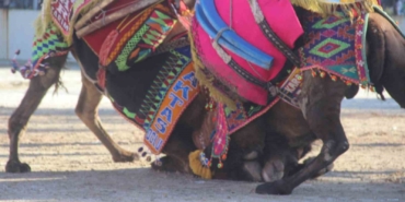 Bayramiç’te deve güreşine büyük ilgi