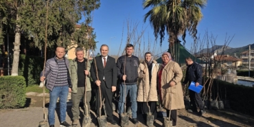 Belediye ücretsiz Trabzon Cennet Hurması fidanı dağıttı