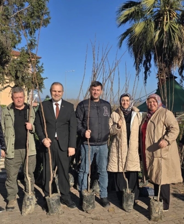 Belediye ücretsiz Trabzon Cennet Hurması fidanı dağıttı