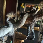 Beykoz’da baskın yapılan evde Nil timsahı, anakonda yılanı ele geçirildi